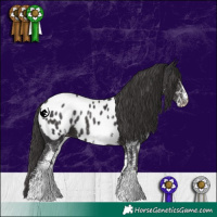 Horse Color:White Spotted Smoky Black Appaloosa 