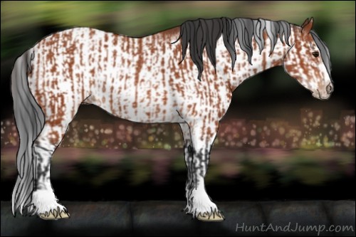 Horse Color:Bay Sabino Rabicano  and Bay Sabino Frame Rabicano 