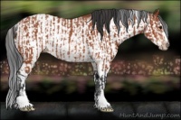 Horse Color:Bay Sabino Rabicano and Bay Sabino Frame Rabicano