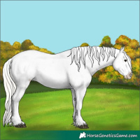 Horse Color:Silver Grullo Appaloosa 