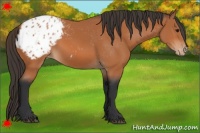 Horse Color:Bay Appaloosa 