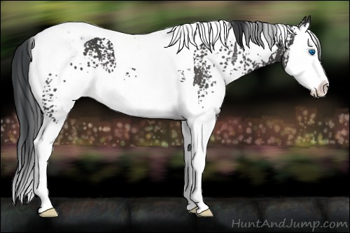 Horse Color:White Spotted Black Splash Tobiano