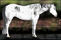 Horse Color:White Spotted Black Splash Tobiano