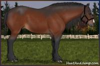 Horse Color:Brown 