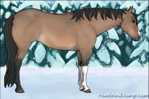 Horse Color:Bay Dun