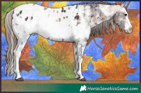 Horse Color:Brown Sabino Splash Near Leopard  and Sable Champagne Sabino Splash Near Leopard 