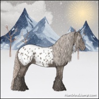 Horse Color:Silver Grullo Appaloosa 