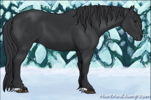 Horse Color:Black 