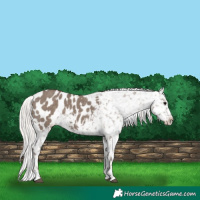 Horse Color:Silver Grullo Appaloosa 