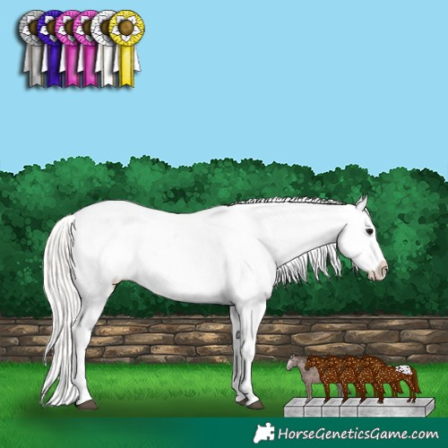 Horse Color:Silver Grullo Appaloosa 