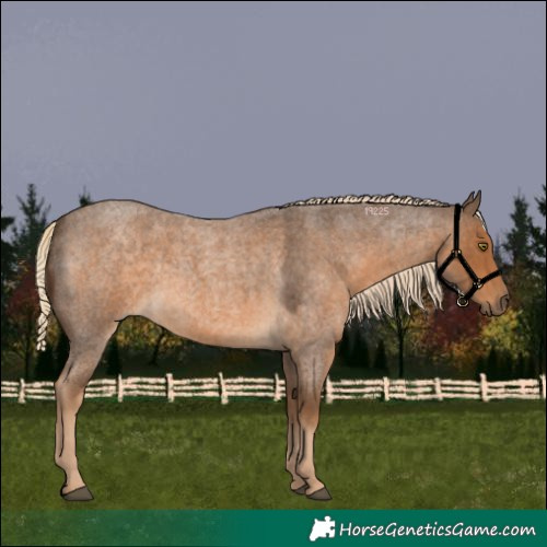 Horse Color:Chocolate Palomino Roan 