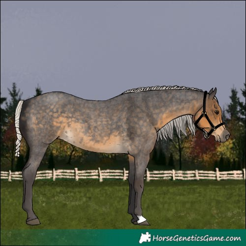 Horse Color:Silver Smoky Blue Roan
