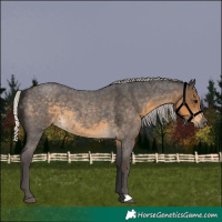 Horse Color:Silver Smoky Blue Roan 
