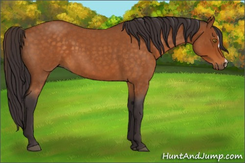 Horse Color:Buckskin Roan 