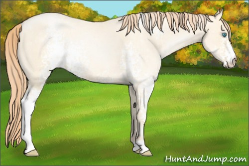 Horse Color:White Spotted Amber Cream Champagne Pearl 