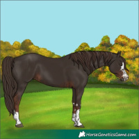 Horse Color:Liver Chestnut  and Liver Chestnut 