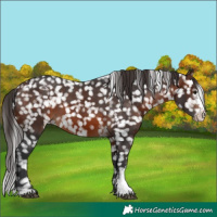 Horse Color:Brown Sabino Snowflake Varnish 