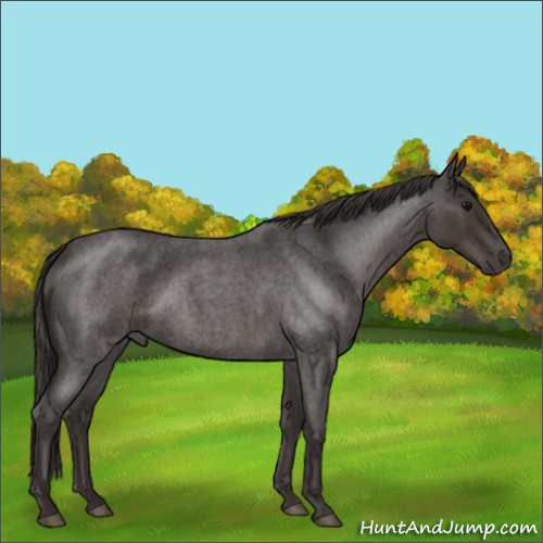 Horse Color:Smoky Blue Roan 