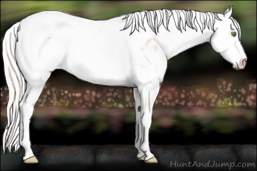 Horse Color:Silver Amber Champagne Sabino Near Fewspot 