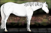 Horse Color:Silver Amber Champagne Sabino Near Fewspot 