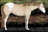 Horse Color:Classic Cream Champagne Sabino Varnish 