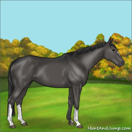 Horse Color:Black 