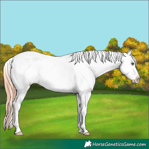 Horse Color:Classic Champagne Dun Sabino Tobiano Appaloosa 