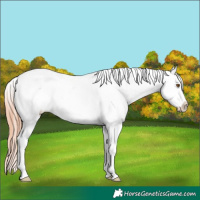Horse Color:Classic Champagne Dun Sabino Tobiano Appaloosa 