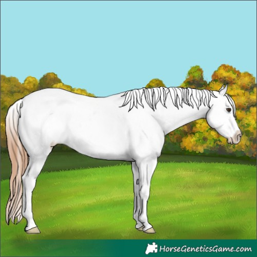 Horse Color:Red Dun Tobiano Appaloosa 