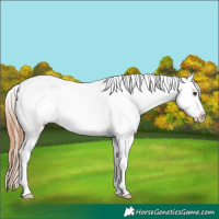 Horse Color:Red Dun Tobiano Appaloosa 