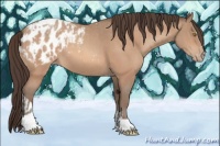 Horse Color:Amber Champagne Sabino Tobiano Appaloosa and Amber Champagne Sabino Tobiano Appaloosa