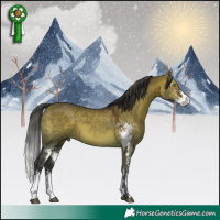 Horse Color:Brown Dun Sabino 