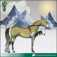 Horse Color:Brown Dun Sabino 