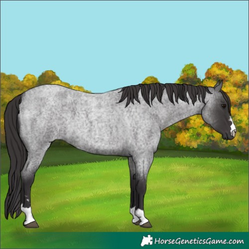 Horse Color:Smoky Blue Roan 