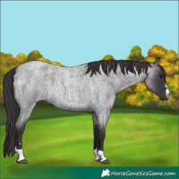 Horse Color:Smoky Blue Roan