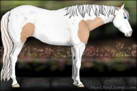 Horse Color:Silver Classic Champagne Splash Tobiano Varnish 