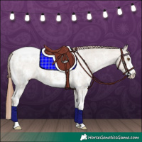Horse Color:Classic Champagne Dun Sabino Appaloosa