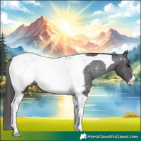 Horse Color:Black Tobiano Appaloosa 