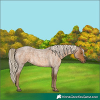 Horse Color:Chocolate Palomino Roan 