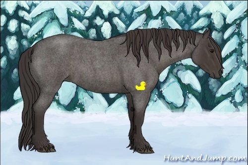 Horse Color:Smoky Blue Roan 
