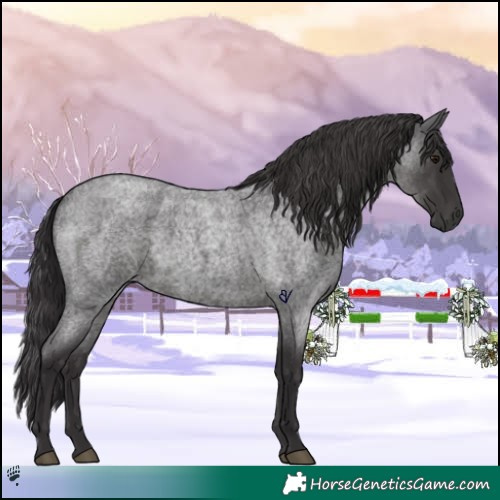 Horse Color:Smoky Blue Roan 