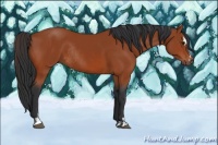 Horse Color:Bay Sabino Rabicano  and Bay Sabino Rabicano 