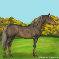 Horse Color:Chocolate Palomino Roan 