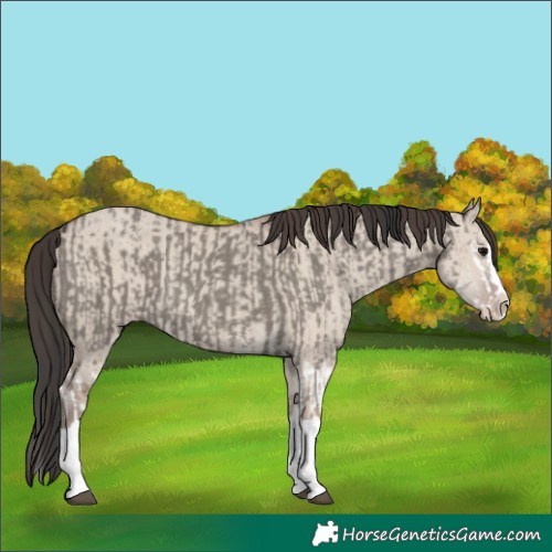 Horse Color:Grullo Sabino Splash and Classic Champagne Dun Sabino Splash