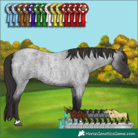 Horse Color:Smoky Blue Roan 