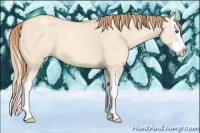 Horse Color:Gold Champagne Dun Splash 