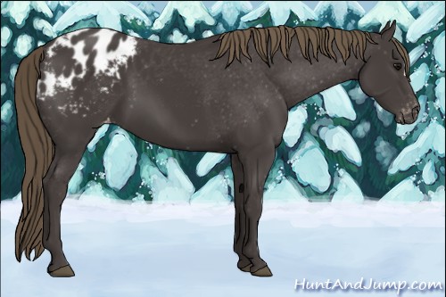 Horse Color:Smoky Black Appaloosa 