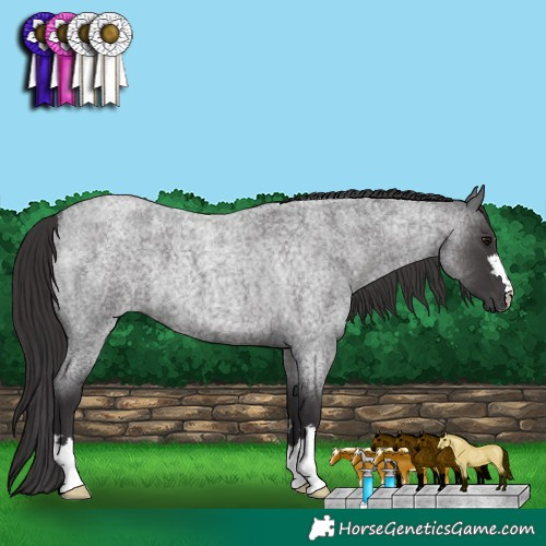 Horse Color:Smoky Blue Roan 