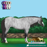 Horse Color:Smoky Blue Roan 