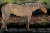 Horse Color:Chocolate Palomino Roan 